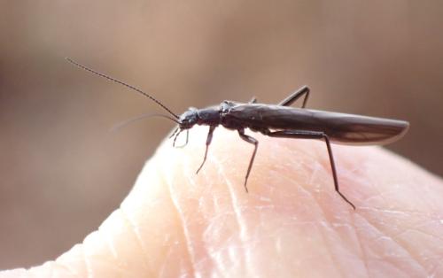 Leuctra sp.